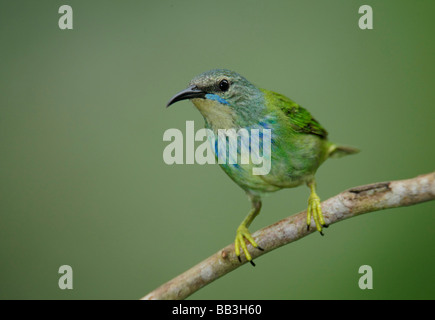 Sud America, il canale di Panama, Gamboa Riserva della foresta pluviale. Close-up di shining honeycreeper uccello sull arto. Foto Stock