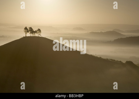 Alberi di pino su Colmer's Hill con il Marshwood Vale avvolta nella nebbia in background Dorset England Regno Unito Foto Stock