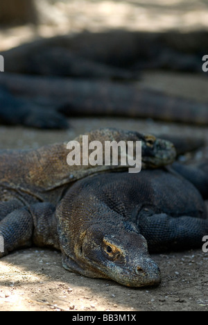 Grandi draghi di Komodo sono stati conosciuti per attaccare anche i cavalli selvaggi che si trovano su Rinca Isola di Komodo Archipilego Foto Stock