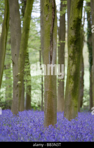 Bluebell boschi a Micheldever forest Hampshire Foto Stock