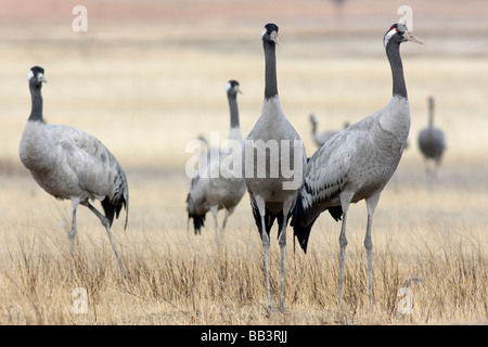 Comune di gru grus grus a Gallocanta Aragona Spagna Foto Stock