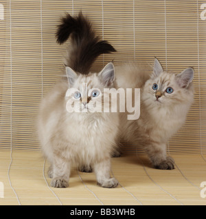 Due Neva Masquerade gattini (AKA Colorpoint foresta siberiana Cat) Foto Stock