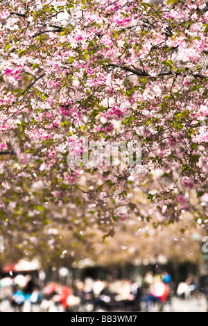 La fioritura dei ciliegi con foglie che cadono a Stoccolma s Kungsträdgården Foto Stock