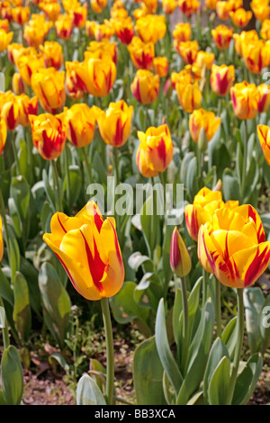 Aiuola piena di giallo e rosso tulipani nel parco Topkapi di Istanbul in Turchia Foto Stock