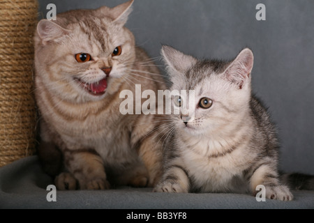 Britannico gatto e gattino. Foto Stock