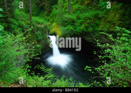 Conca cade su Eagle Creek, Columbia River Gorge National Scenic Area, Oregon, USA Foto Stock