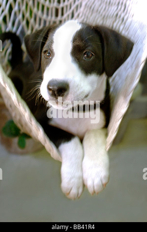 Bianco e nero Border Collie cucciolo giace su una amaca oscillante ed è una foto di un felice e sano addomesticati animali domestici Foto Stock