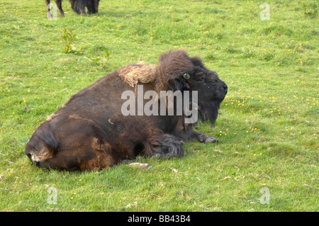 Un bufalo americano o il pascolo di bisonte in un campo Foto Stock