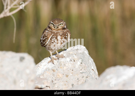 Stati Uniti - California - Imperial County - Salton Sea area - scavando il Gufo Foto Stock