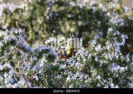 Stati Uniti - California - San Diego - Minore Cardellino appeso a testa in giù su di alimentazione impianto Foto Stock