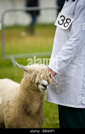 Cotswold Lion sheep & proprietario schierate per giudicare in una fattoria rurale mostra la Cotswold Show 2008, Cirencester, Gloucestershire, Regno Unito Foto Stock