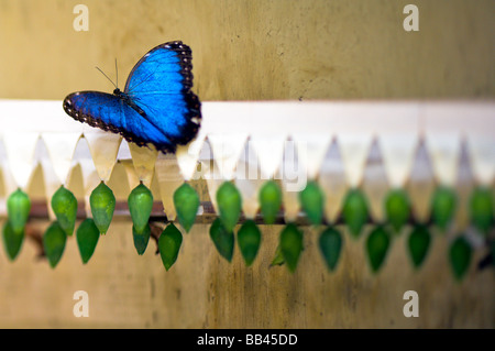 Un blu Morpho butterfly e pupe a preservare in Belize, America centrale. Foto Stock