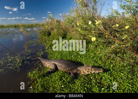 Laguna Ibera, Esteros del Ibera, provincia di Corrientes Foto Stock