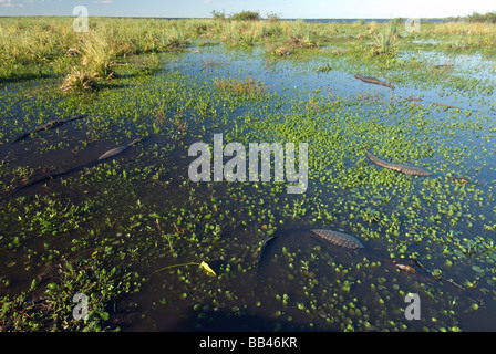 Laguna Ibera, Esteros del Ibera, provincia di Corrientes Foto Stock