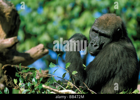 Stati Uniti, California, lo Zoo di San Diego. Capitive Gorillas occidentali della pianura. Foto Stock
