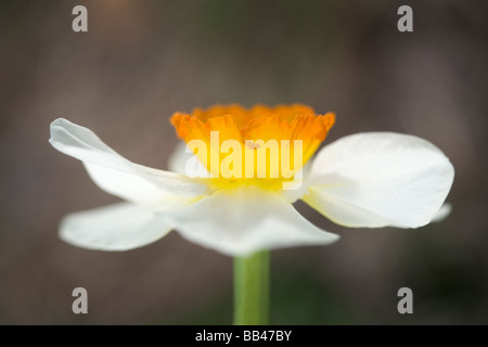 Un daffodil visto dal lato, Newcastle, California. Foto Stock