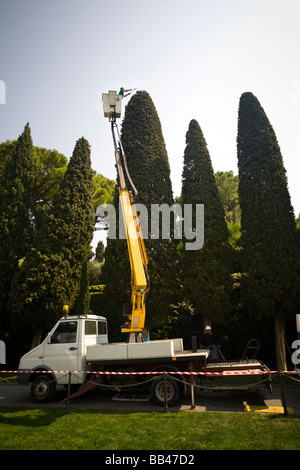 In Pisa, il prunning cipresso (Cupressus sempervirens). L'Italia. Taille de cyprès commun (Cupressus sempervirens), à Pise (Italie) Foto Stock