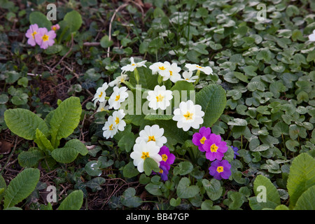 Primula fioritura in primavera e crescente selvatici in giardino prato Foto Stock