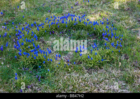 Muscari giacinto d'uva che cresce in cerchio tra l'erba Foto Stock