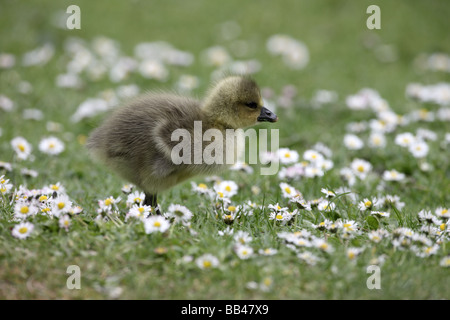Graylag goose Anser anser pulcino molla di Londra Foto Stock