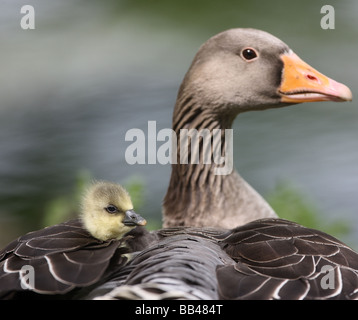 Graylag goose Anser anser pulcino molla di Londra Foto Stock