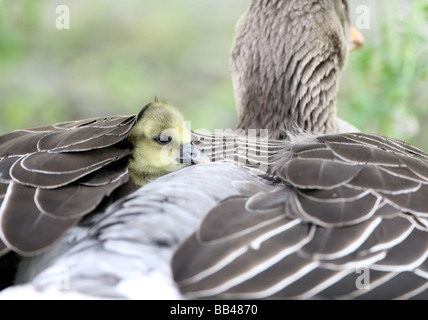 Graylag goose Anser anser pulcino molla di Londra Foto Stock