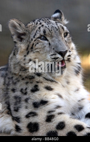 Giovane Maschio Snow Leopard (Panthera uncia) partendo da sbadiglio, all'Lo Zoo di Los Angeles, CA, Stati Uniti d'America Foto Stock