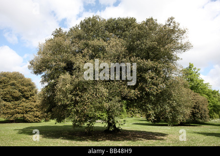 Leccio Quercus ilex Londra molla Foto Stock