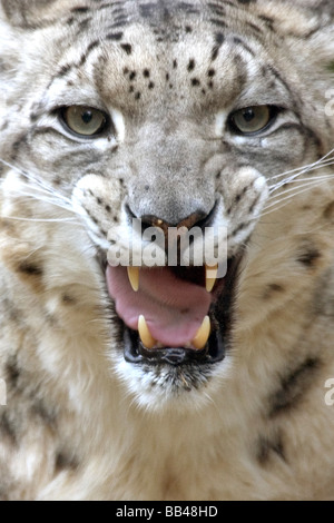 Maschio di Snow Leopard (Panthera uncia) Fleming, all'Lo Zoo di Los Angeles, CA, Stati Uniti d'America Foto Stock
