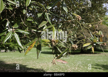 Leccio Quercus ilex Londra molla Foto Stock