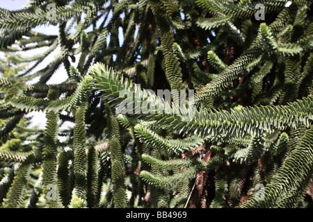 Albero di scimmia Araucaria araucana molla di Londra Foto Stock