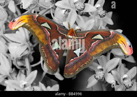 Sammamish, Washington captive sollevare più grande di falene la falena Atlas, Attacus atlas Foto Stock