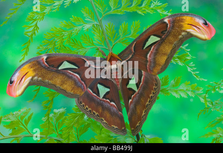 Sammamish, Washington captive sollevare più grande di falene la falena Atlas, Attacus atlas Foto Stock