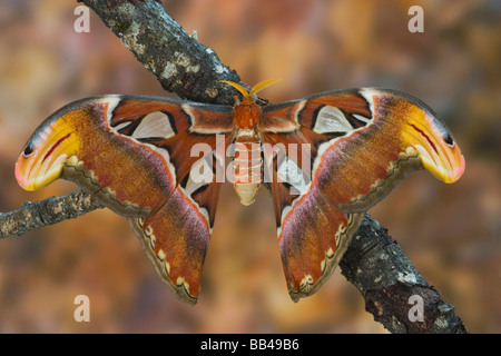 Sammamish, Washington Atlas Moth il più grande del mondo Foto Stock