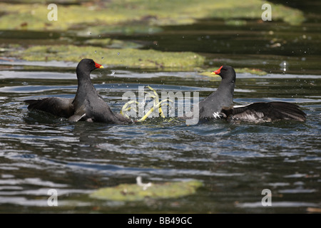 Moorhen Gallinula chloropus combattimenti molla di Londra Foto Stock