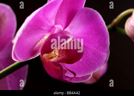 Singola orchidea rosa Foto Stock