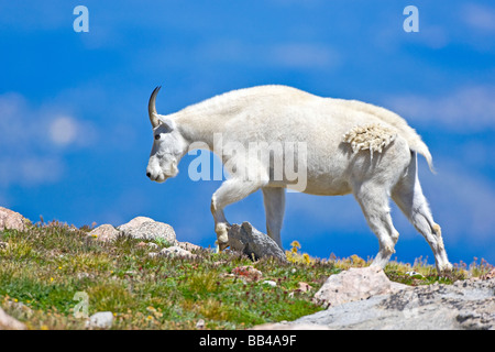 Stati Uniti d'America, Colorado, Mount Evans. Close-up della femmina di capra di montagna Camminando sul crinale. Foto Stock