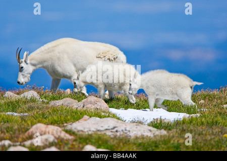 Stati Uniti d'America, Colorado, Mount Evans. Close-up della femmina di capra di montagna con due bambini camminando sul crinale. Foto Stock