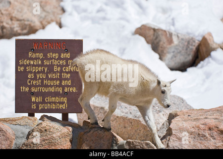 Stati Uniti d'America, Colorado, Mount Evans. I capretti maschi di capra di montagna passeggiate passato segno di avvertimento. Foto Stock