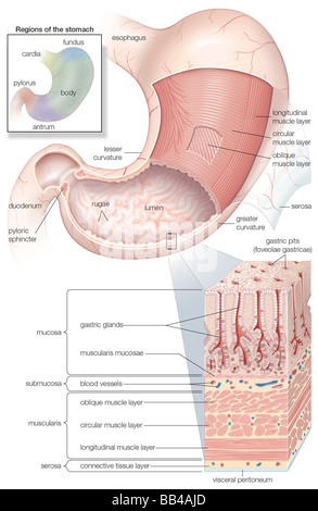 Diagramma che mostra la mucosa e la muscolatura dello stomaco umano più inset di istologia e regioni Foto Stock