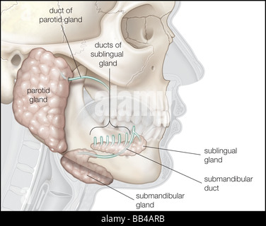 Le tre principali coppie di ghiandole salivari Foto Stock