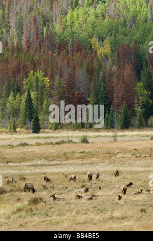 Colorado, Rocky Mountain National Park. Wild elk, wapiti aka (Cervus elaphus). Mt. Coleottero del pino distruzione in alberi lontani. Foto Stock