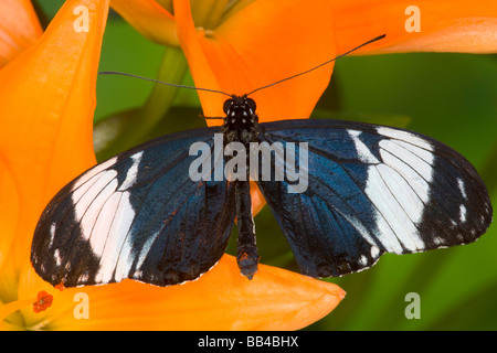 Sammamish Washington farfalle tropicali Foto Stock