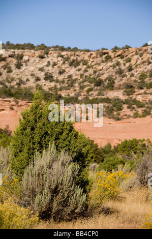 Colorado, Grand Junction, Colorado National Monument. Rim Drive Rock opinioni. Ginepro tipico/pignone paesaggio boschivo. Foto Stock