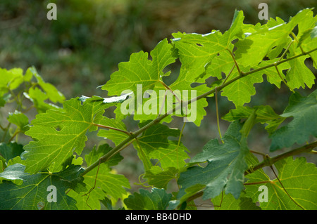 Colorado, Grand Junction. Colorado vigna i vitigni. Foto Stock