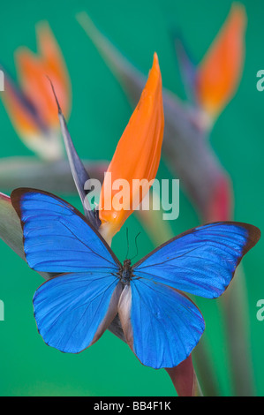 Sammamish Washington Fotografia di farfalla sui fiori, morfo anaxibia dal Brasile Foto Stock