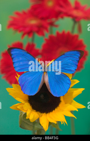 Sammamish Washington Fotografia di farfalla sui fiori, morfo anaxibia dal Brasile Foto Stock