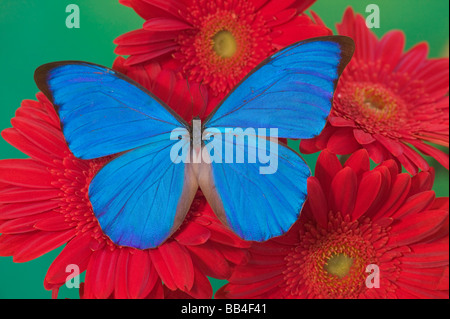 Sammamish Washington Fotografia di farfalla sui fiori, morfo anaxibia dal Brasile Foto Stock