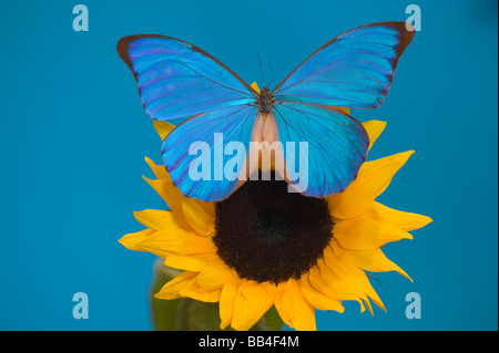 Sammamish Washington Fotografia di farfalla sui fiori, morfo anaxibia dal Brasile Foto Stock