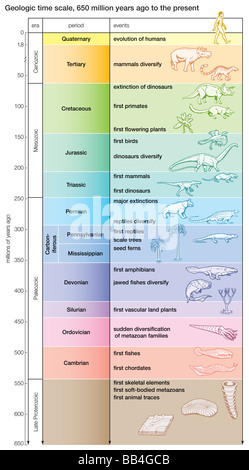 Un tempo geologico scala mostra i principali eventi evolutivi da 650 milioni di anni fa per il presente. Foto Stock